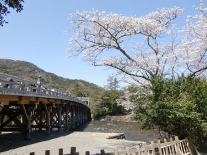 五十鈴川の桜