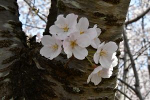 宮川堤の桜
